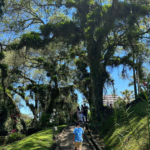 Imagens da Casa da Memória e Cemitério do Imigrante - Museus em Joinville - guia jlle SC 01