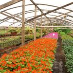 Imagens da Flora Neitzel - Passeios rurais em Joinville - guia jlle SC 02