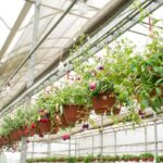 Imagens da Flora Neitzel - Passeios rurais em Joinville - guia jlle SC 08