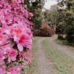 Imagens da Morada Jardim na Floresta - Passeios rurais em Joinville - guia jlle SC 011 Imagens da Morada Jardim na Floresta - Passeios rurais em Joinville - guia jlle SC 011