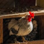 Imagens da Propriedade Ango Kersten - Passeios rurais em Joinville - guia jlle SC 010 Imagens da Propriedade Ango Kersten - Passeios rurais em Joinville - guia jlle SC 010