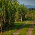 Imagens da Propriedade Ango Kersten - Passeios rurais em Joinville - guia jlle SC 02-03