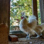 Imagens da Propriedade Ango Kersten - Passeios rurais em Joinville - guia jlle SC 07 Imagens da Propriedade Ango Kersten - Passeios rurais em Joinville - guia jlle SC 07