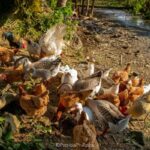 Imagens da Propriedade Ango Kersten - Passeios rurais em Joinville - guia jlle SC 09 Imagens da Propriedade Ango Kersten - Passeios rurais em Joinville - guia jlle SC 09