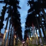 Imagens da Rua das Palmeiras - Passeios em Joinville - guia jlle SC 07