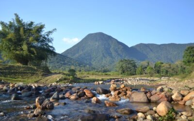 Apiário Pfau mel e extrato de propólis