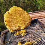 Imagens do Apiário Pfau - Passeios rurais em Joinville - guia jlle SC 05-03