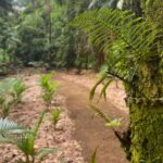 Imagens do Café Rural Dona Zita - Passeios rurais em Joinville - guia jlle SC 06