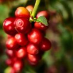 Imagens do Empório Flor di Café - Passeios rurais em Joinville - guia jlle SC 07