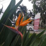 Imagens do Empório Flor di Café - Passeios rurais em Joinville - guia jlle SC 09 Imagens do Empório Flor di Café - Passeios rurais em Joinville - guia jlle SC 09