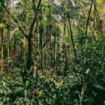 Imagens do Jussara Hostel Cultural - Passeios rurais em Joinville - guia jlle SC 05