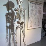 Imagens do Museu Arqueológico de Sambaqui de Joinville - Museus em Joinville 03