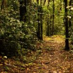 Imagens do Parque Caminho das Águas - Passeios rurais em Joinville - guia jlle SC 07 Imagens do Parque Caminho das Águas - Passeios rurais em Joinville - guia jlle SC 07