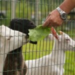 Imagens do Parque Caminho das Águas - Passeios rurais em Joinville - guia jlle SC 08 Imagens do Parque Caminho das Águas - Passeios rurais em Joinville - guia jlle SC 08