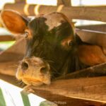 Imagens do Rancho Alegre - Passeios rurais em Joinville - guia jlle SC 015 Imagens do Rancho Alegre - Passeios rurais em Joinville - guia jlle SC 015