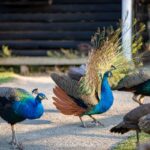 Imagens do Rancho Alegre - Passeios rurais em Joinville - guia jlle SC 016 Imagens do Rancho Alegre - Passeios rurais em Joinville - guia jlle SC 016