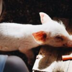 Imagens do Recanto Serrinha - Passeios rurais em Joinville - guia jlle SC 02