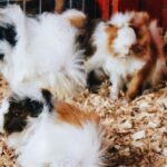 Imagens do Recanto Serrinha - Passeios rurais em Joinville - guia jlle SC 04 Imagens do Recanto Serrinha - Passeios rurais em Joinville - guia jlle SC 04