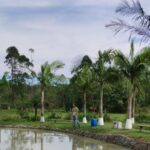 Imagens do Restaurante e Pesque e Pague Paranaguamirim - Passeios rurais em Joinville - guia jlle SC 0001-06