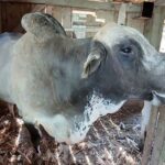 Imagens do Hospedagem Rural Mews - Passeios rurais em Joinville - guia jlle SC 012 Imagens do Hospedagem Rural Mews - Passeios rurais em Joinville - guia jlle SC 012