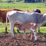 Imagens do Hospedagem Rural Mews - Passeios rurais em Joinville - guia jlle SC 014 Imagens do Hospedagem Rural Mews - Passeios rurais em Joinville - guia jlle SC 014