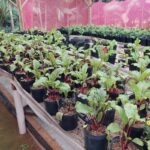 Imagens Hospedagem Rural Mews - Passeios rurais em Joinville - guia jlle SC 05 Imagens Hospedagem Rural Mews - Passeios rurais em Joinville - guia jlle SC 05