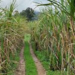 Imagens Hospedagem Rural Mews - Passeios rurais em Joinville - guia jlle SC 06 Imagens Hospedagem Rural Mews - Passeios rurais em Joinville - guia jlle SC 06