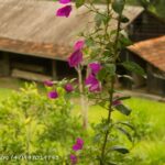 Imagens do Sítio Canela Preta - Passeios rurais em Joinville - guia jlle SC Imagens do Sítio Canela Preta - Passeios rurais em Joinville - guia jlle SC