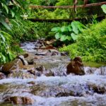 Imagens do Sítio Vó Bia - Passeios rurais em Joinville - guia jlle SC 10 Imagens do Sítio Vó Bia - Passeios rurais em Joinville - guia jlle SC 10