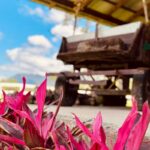 Imagens do Sítio das Águas Claras - Passeios rurais em Joinville - guia jlle SC 09 Imagens do Sítio das Águas Claras - Passeios rurais em Joinville - guia jlle SC 09