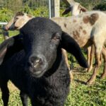 Imagens do Vale das Pitaias - Passeios rurais em Joinville - guia jlle SC 0001-02