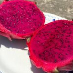 Imagens do Vale das Pitaias - Passeios rurais em Joinville - guia jlle SC 0001-04