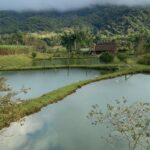 Imagens do Vale das Pitaias - Passeios rurais em Joinville - guia jlle SC 0001-05