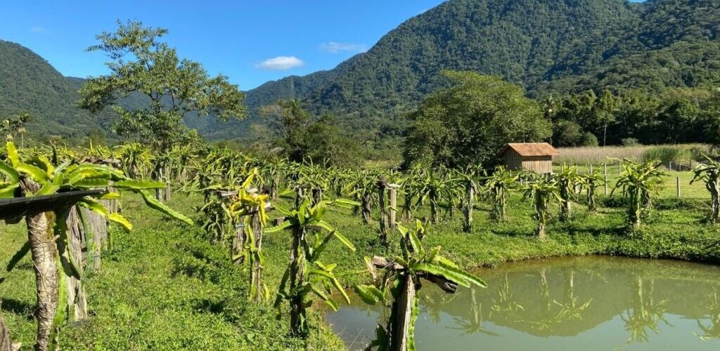 Vale das Pitaias na Estrada Dona Francisca - Pitaia em Joinville