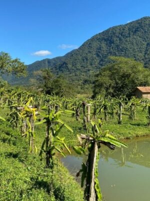 Vale das Pitaias na Estrada Dona Francisca - Pitaia em Joinville