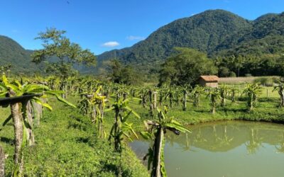 Vale das Pitaias na Estrada Dona Francisca - Pitaia em Joinville