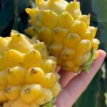 Imagens do Vale das Pitaias - Passeios rurais em Joinville - guia jlle SC 02