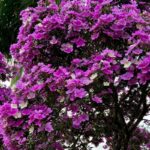 Imagens do Vale das Pitaias - Passeios rurais em Joinville - guia jlle SC 08 Imagens do Vale das Pitaias - Passeios rurais em Joinville - guia jlle SC 08